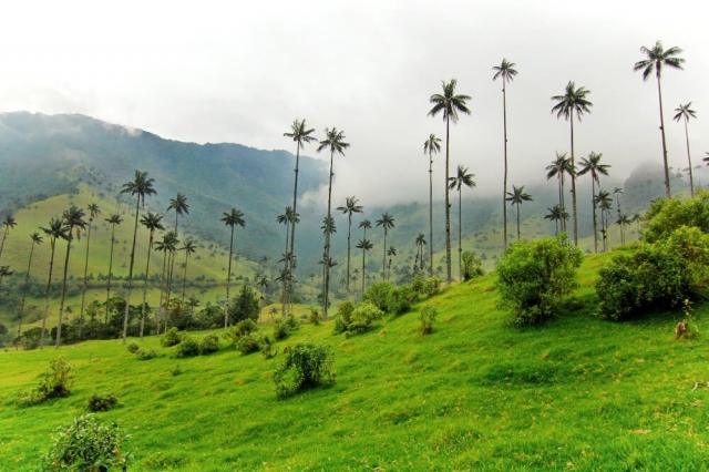 How to get to the Cocora Valley. Everything you need to know