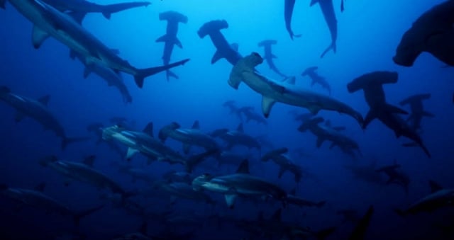 Cómo llegar a Isla Malpelo, el paraíso para bucear con tiburones en Colombia