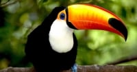 Avistamiento de aves en el Amazonas colombiano