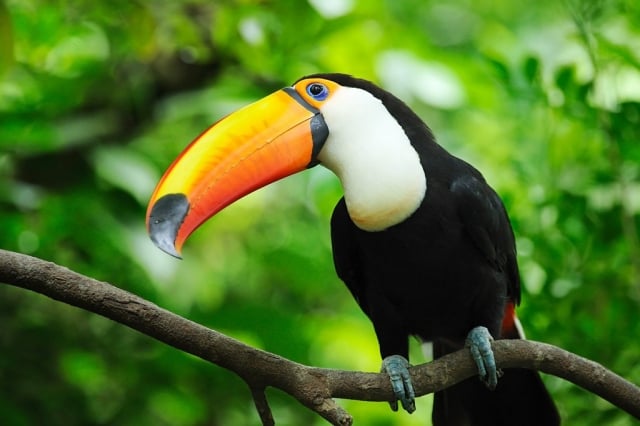 Places to do bird watching in Santa Marta