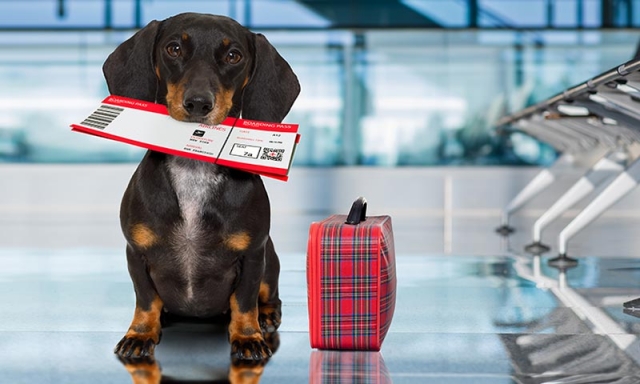 Requisitos para viajar con mascotas hacia dentro y fuera de Colombia