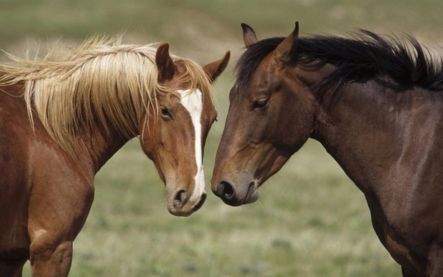 Apoya el turismo responsable con esta jornada de cuidado animal