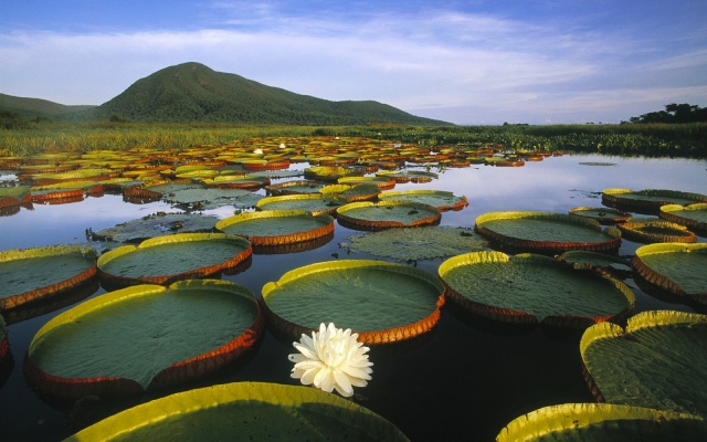 Turismo in Amazonas. Scopri la giungla colombiana
