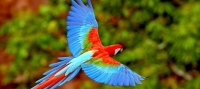 Observation des oiseaux en Colombie, découvrez les villes qui comptent le plus d?espèces: :: Observation des oiseaux en Colombie, découvrez les villes ayant le plus d?espèces