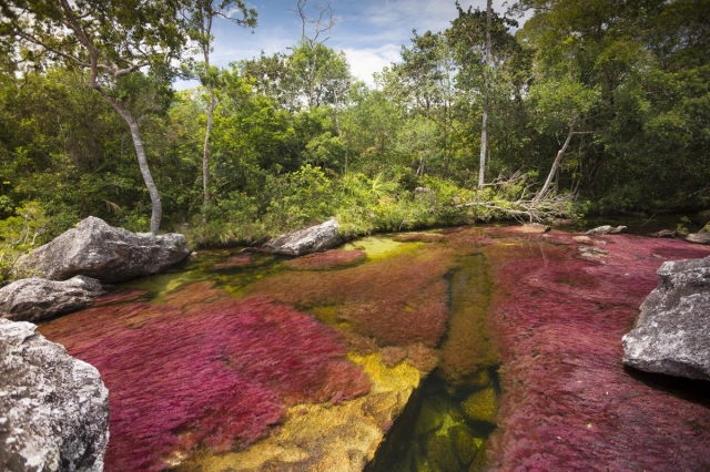 Caño Cristales: elegido como destino para visitar en 2019 por NatGeo