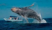 Avistamiento de ballenas en Colombia, mejores destinos para el 2021