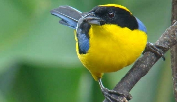 Por qué hacer avistamiento de aves en la Sierra Nevada de Santa Marta