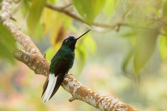 Avistamiento de aves en santa marta
