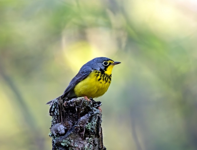 Colombia birdfair