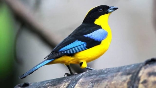 colombia birdfair
