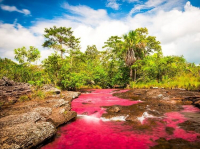 Reasons to dare to travel and get to know Caño Cristales; the most beautiful river in the world 