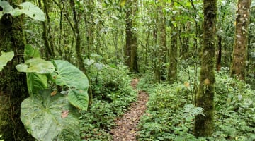 5 bosques en Colombia para conocer, recorrer y amar