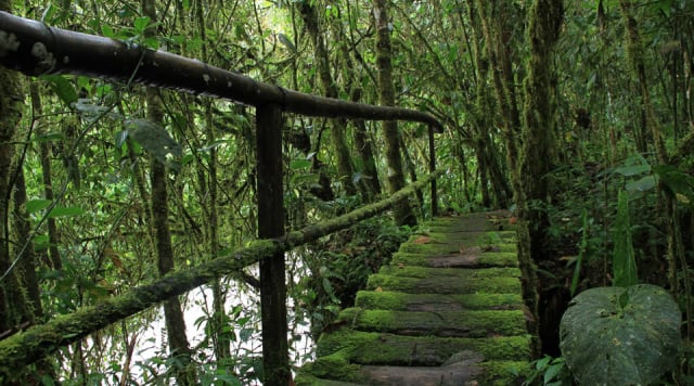 bosques en Colombia