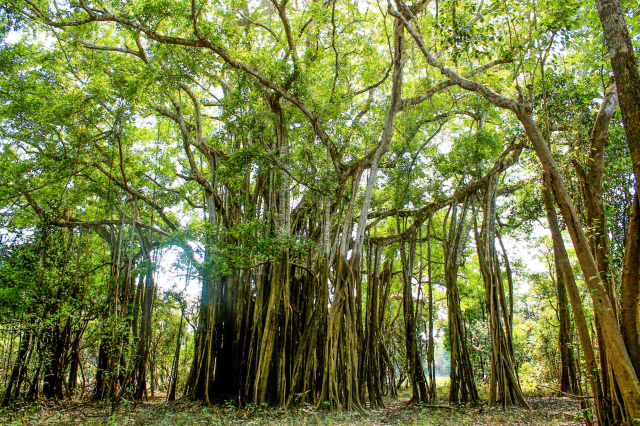 forêts en Colombie