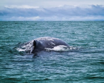 The best destinations to spot humpback whales in Colombia 