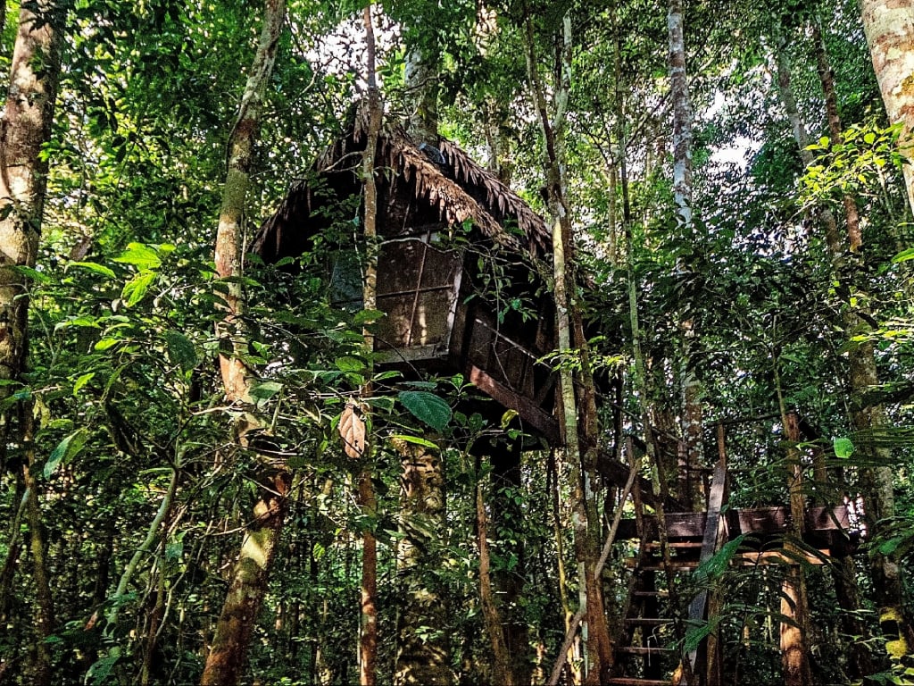 Tour Arapaima explorando el Amazonas, casa sobre los árboles.
