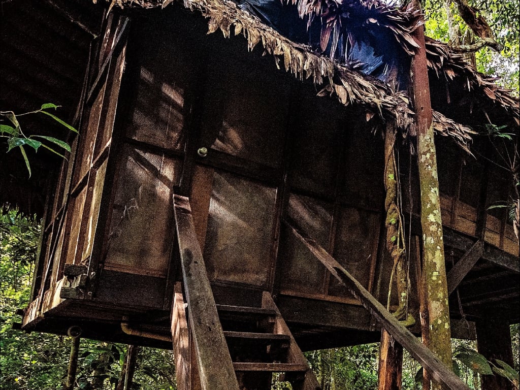 Tour Arapaima explorando el Amazonas, casa sobre los árboles.