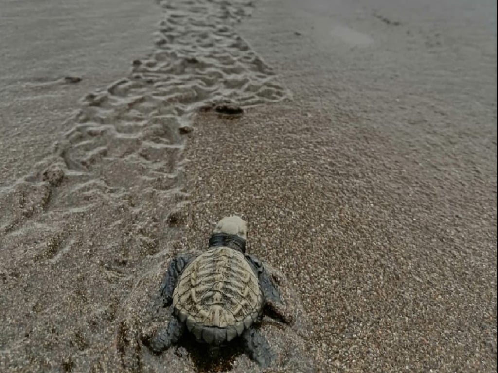 Experiencia Liberación de Tortugas en el Pacífico Colombiano