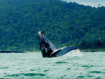 Bahía Solano