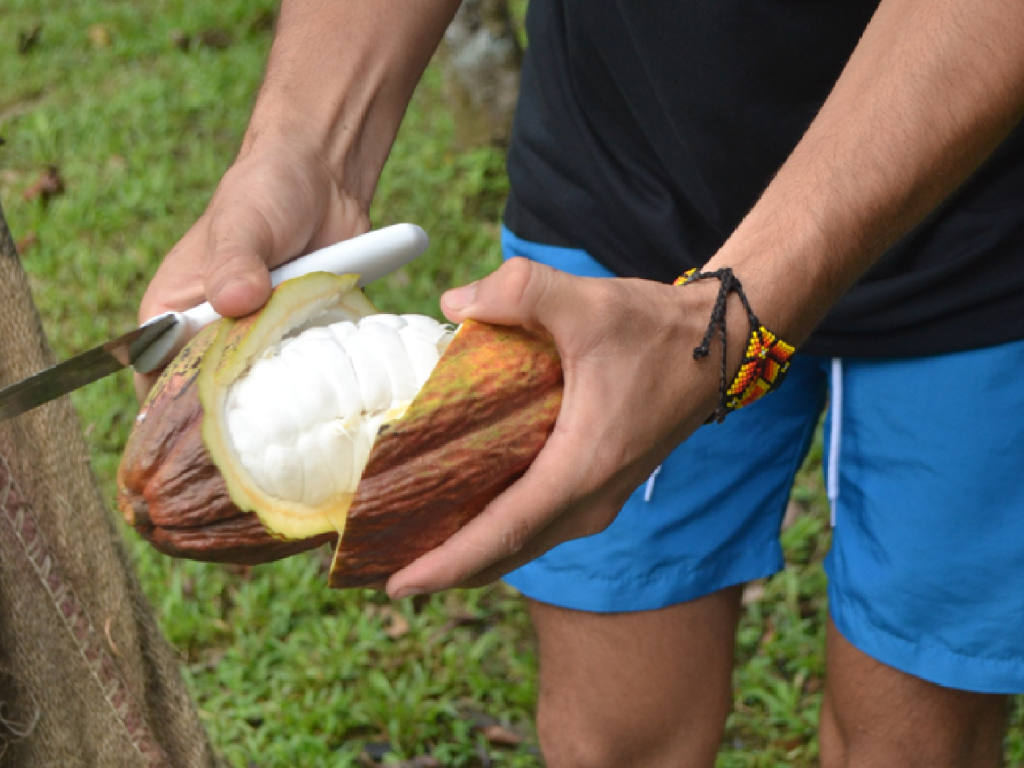 Cocoa tour in the Sierra Nevada area of Santa Marta