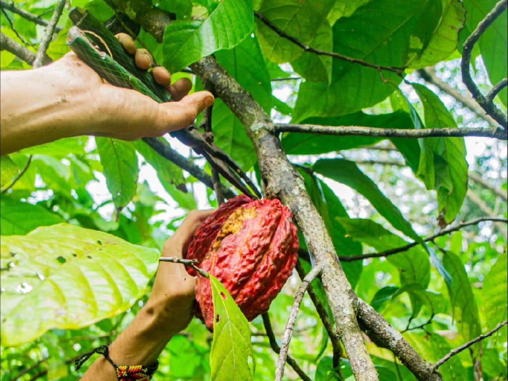 Tour de Cacao en la zona de la Sierra Nevada de Santa Marta