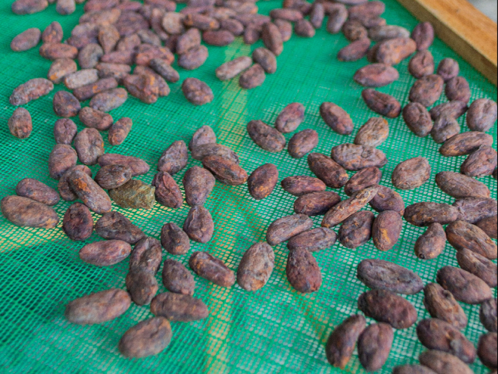 Tour del cacao nella zona della Sierra Nevada di Santa Marta