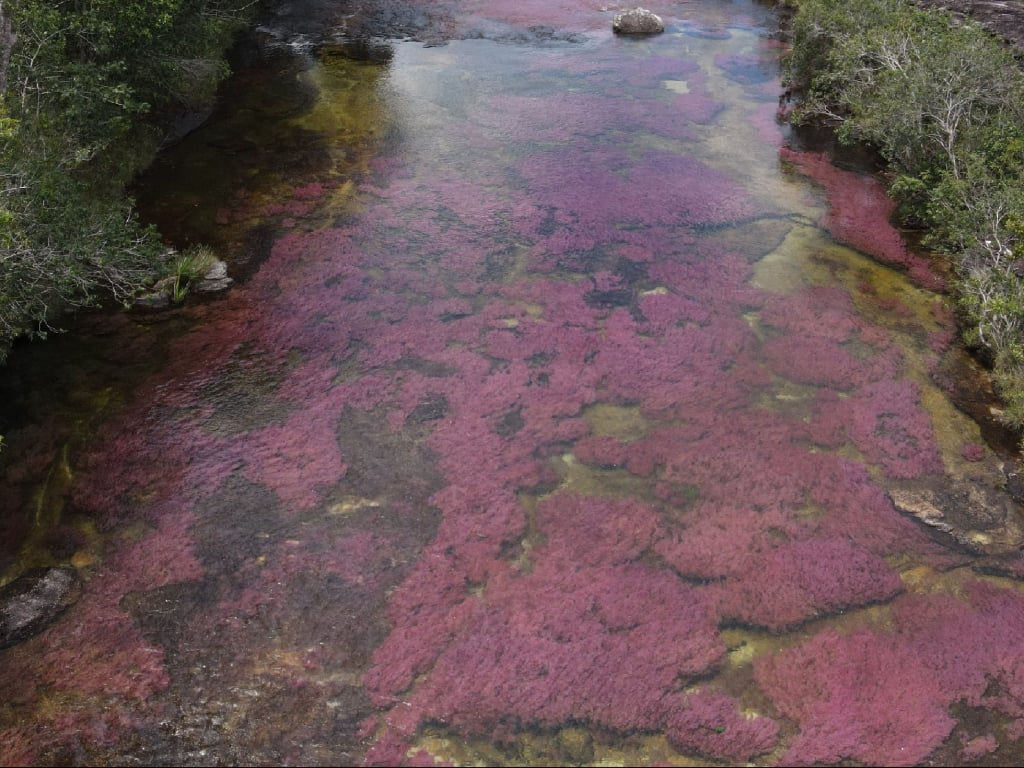Rio de Colores Tour in Caño Cristales, 4 days and 3 nights