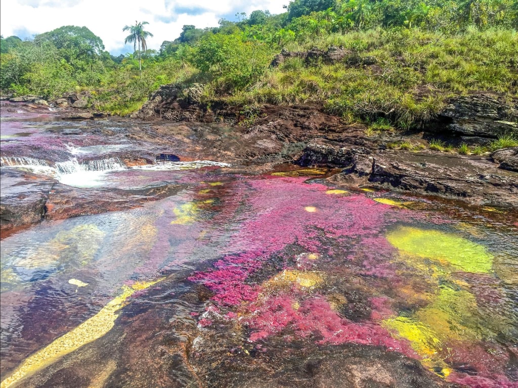 Rio de Colores Tour in Caño Cristales, 4 days and 3 nights