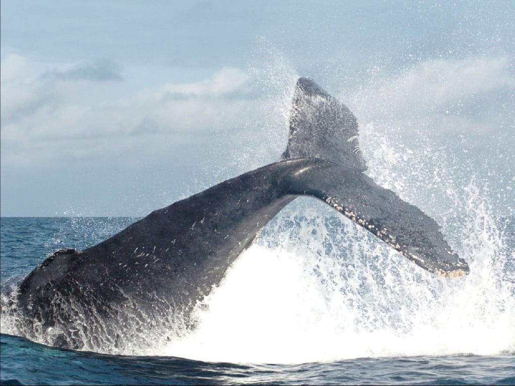 Observation des baleines à Bahía Málaga, côte pacifique colombienne