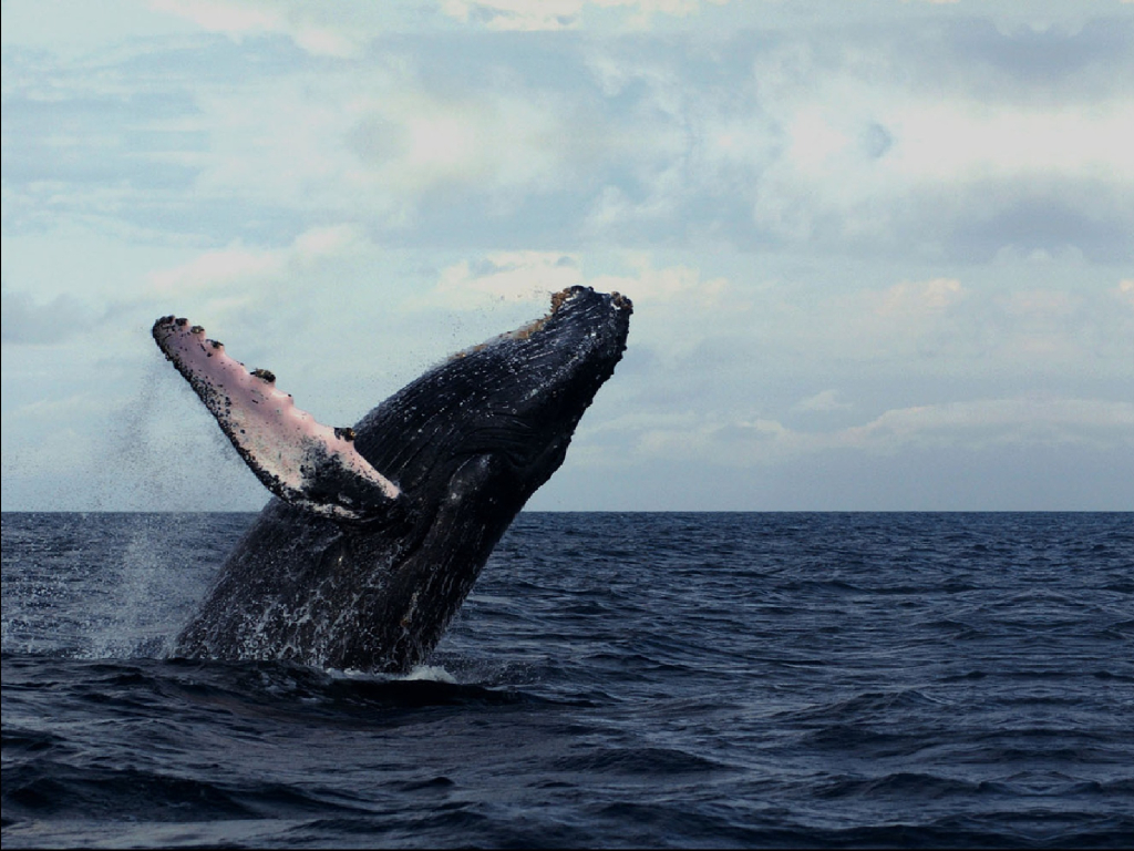 Osservazione delle balene a Bahía Málaga, costa pacifica colombiana