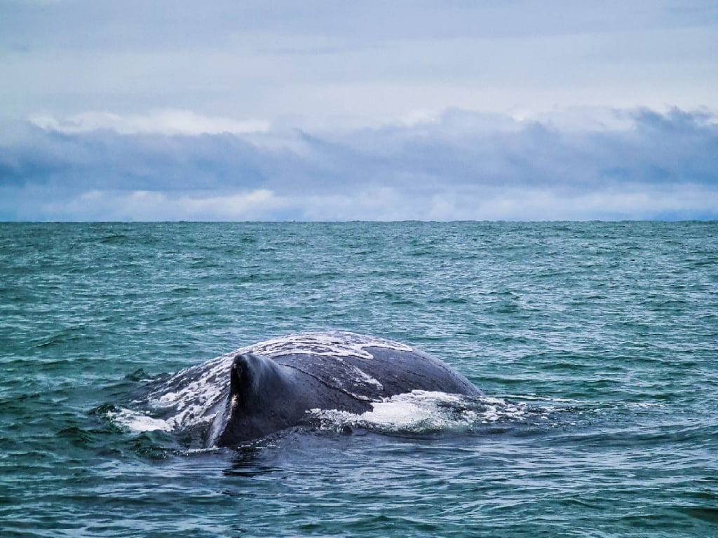 Osservazione delle balene ed esperienza culturale a Guapi 4 giorni 3 notti