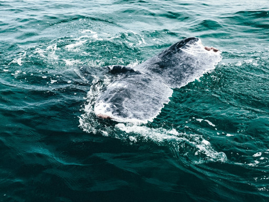 Observation des baleines et expérience culturelle à Guapi 4 jours 3 nuits
