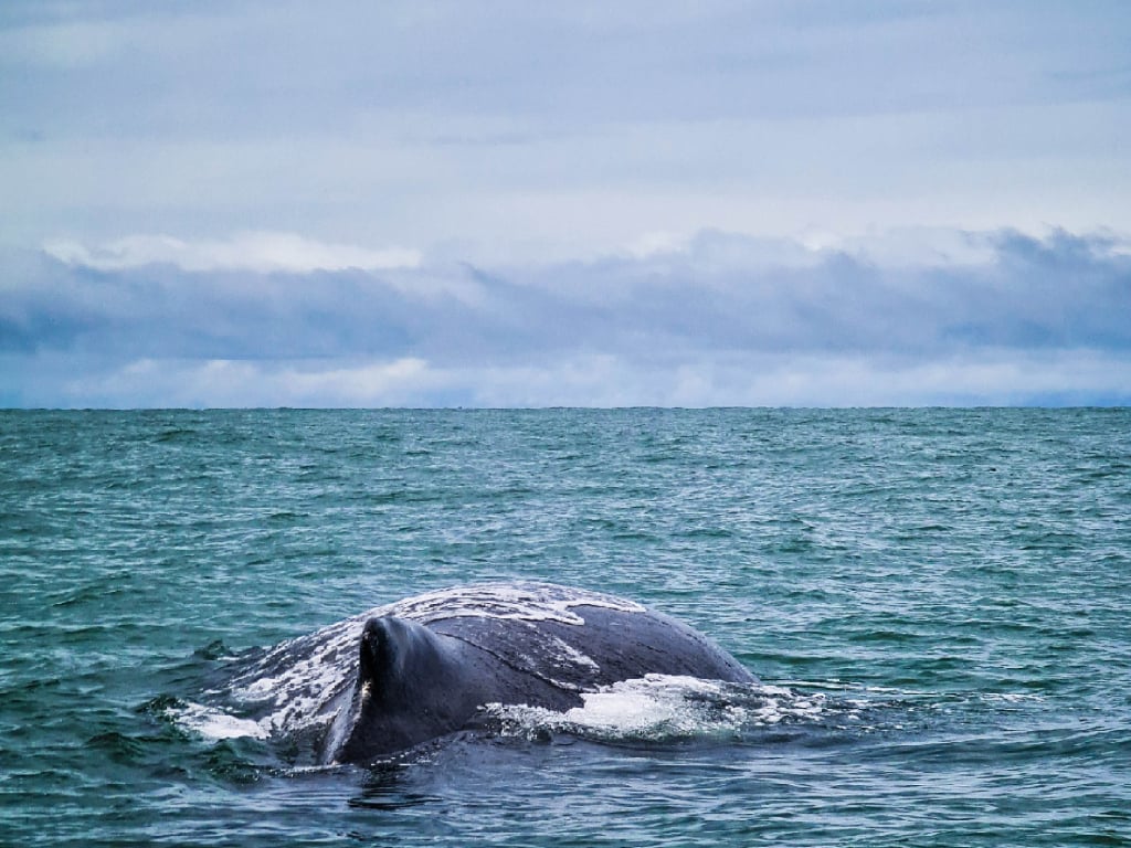 Observation des baleines à Tumaco Nariño 4 jours