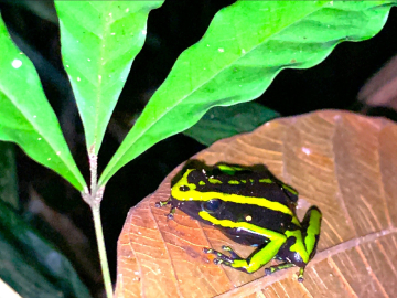 Aventura Amazónica Descubriendo el Plan Arara en 4 Días