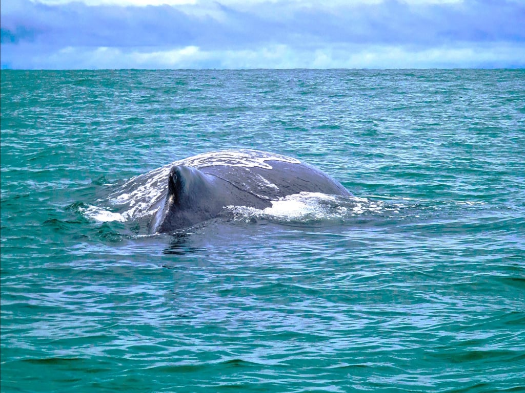 Tour di osservazione delle balene a Tumaco