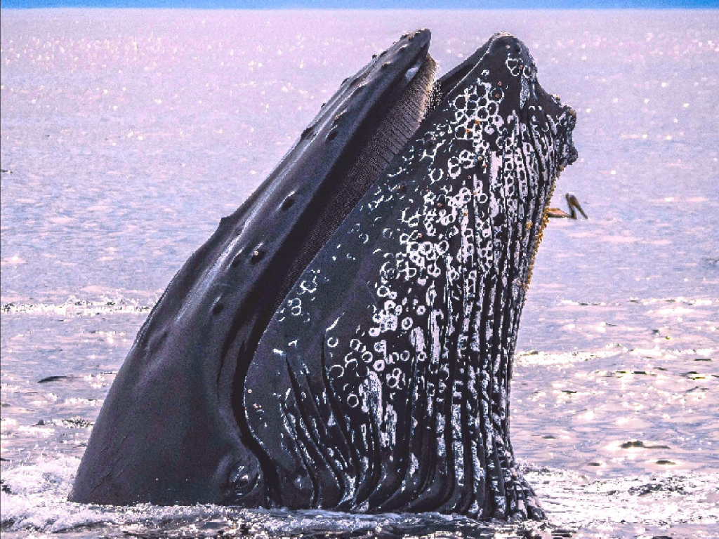 Excursion d'observation des baleines à Tumaco