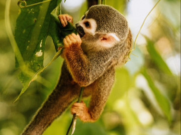 Plan explorando el Amazonas 4 días y 3 noches