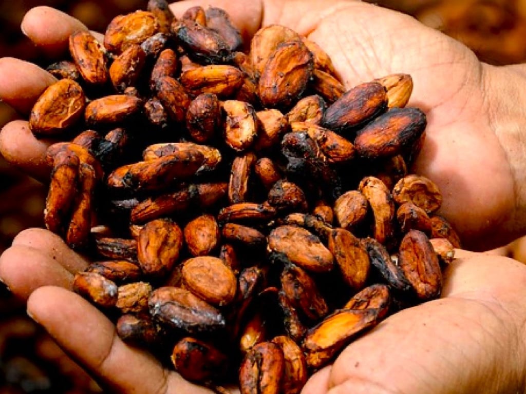 Cocoa Tour in Tumaco Discover the Art of Chocolate in Nariño