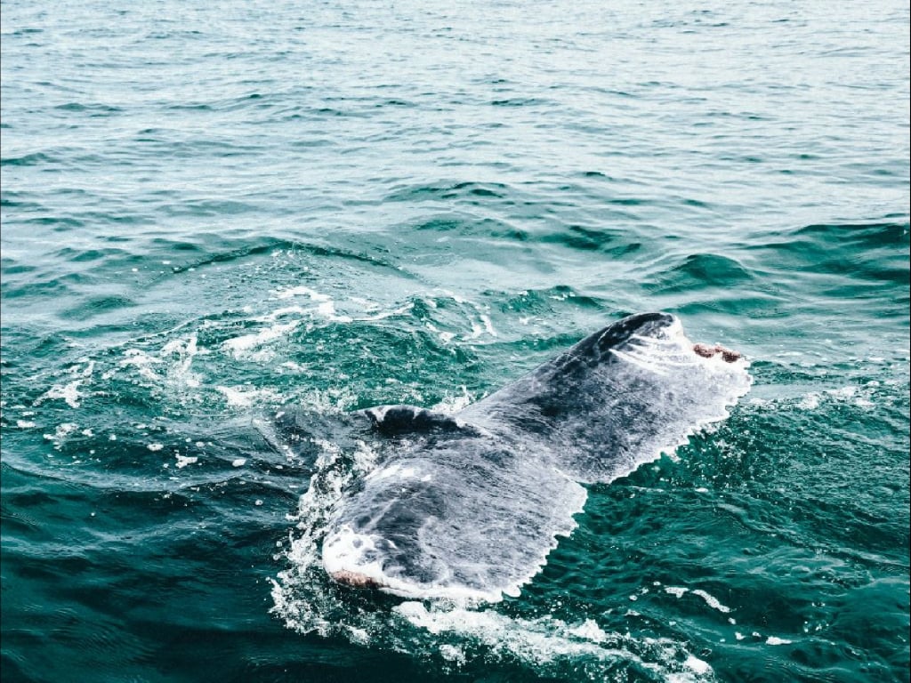 Whale Watching in Bahía Málaga, Colombian Pacific Coast