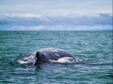 Avistamiento de Ballenas Jorobadas 3 días, Bahía Málaga