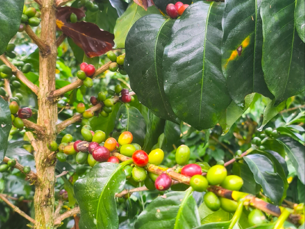 Tour de Café + Termales de Santa Rosa de Cabal