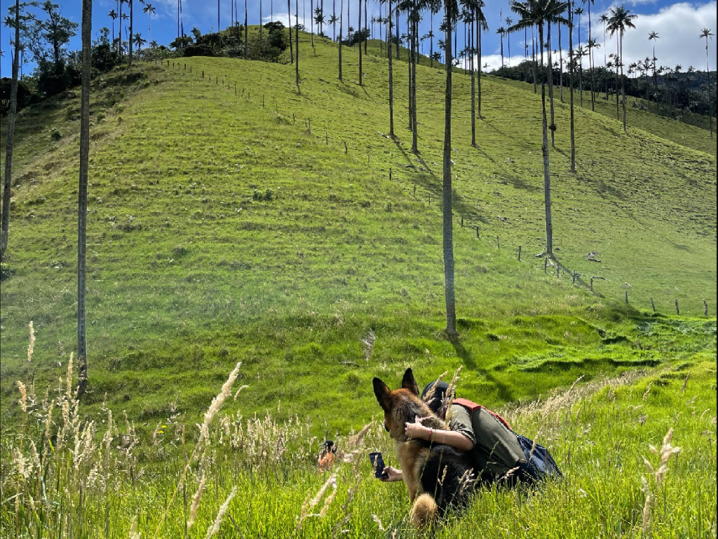 Visit the Cocora Valley, Salento and Filandia on a 4-day, 3-night tour