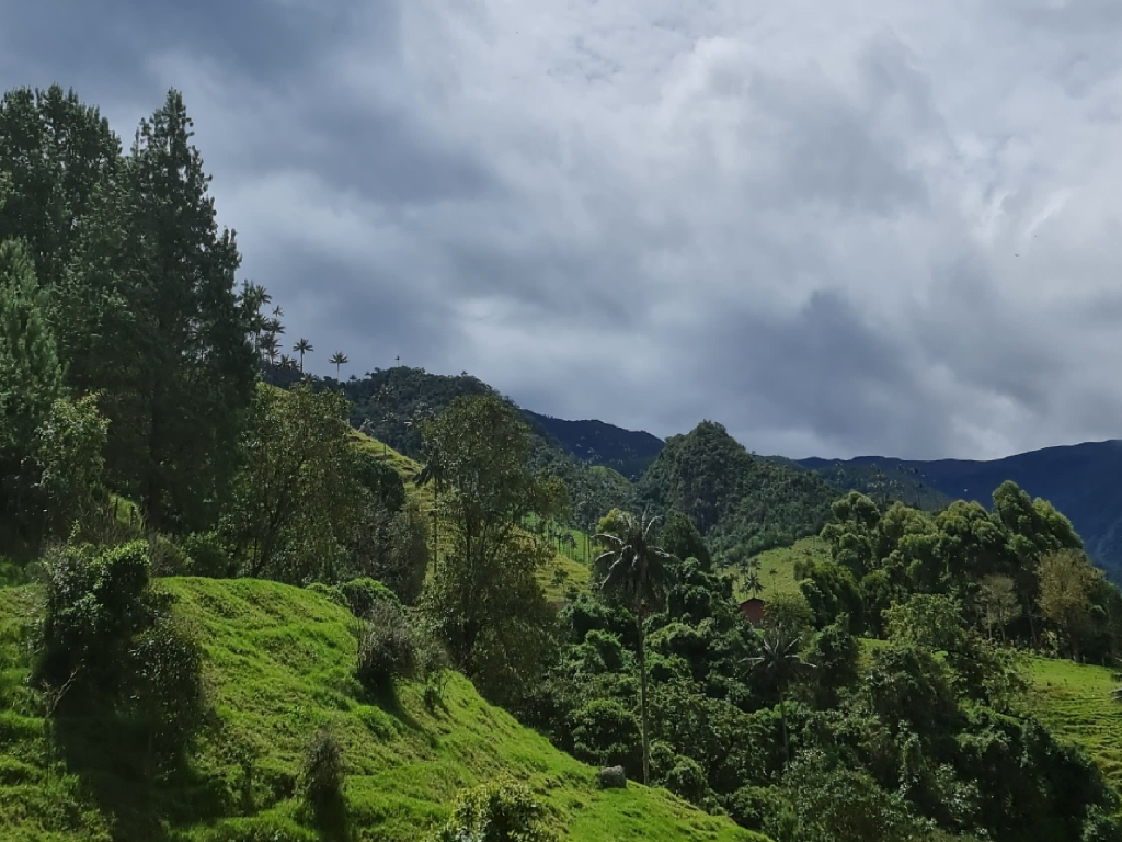 Visit the Cocora Valley, Salento and Filandia on a 4-day, 3-night tour