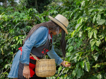 Tour Finca de Café