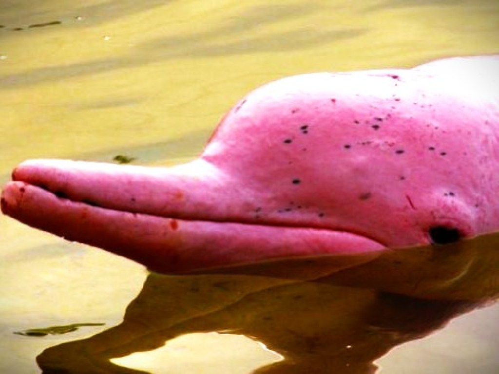 4 Dias en el Corazón del Amazonas,Plan Pirarucú,Avistamiento de Delfines
