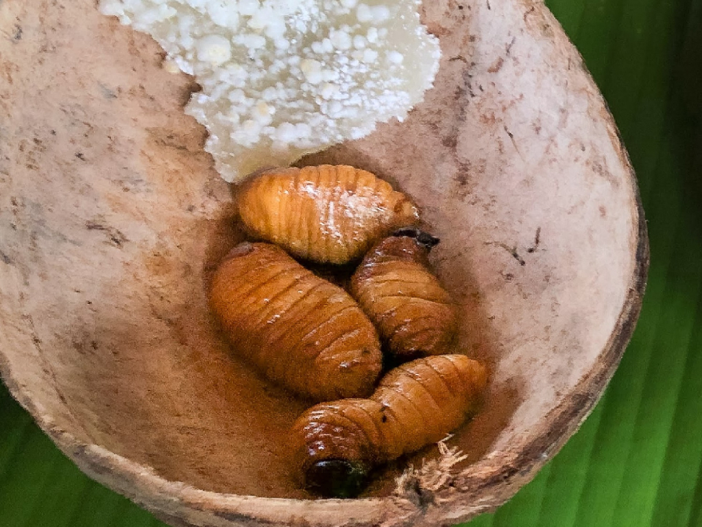 Plan Chorro de Araracuara