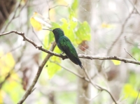 Observation des oiseaux sur l'île de Salamanque