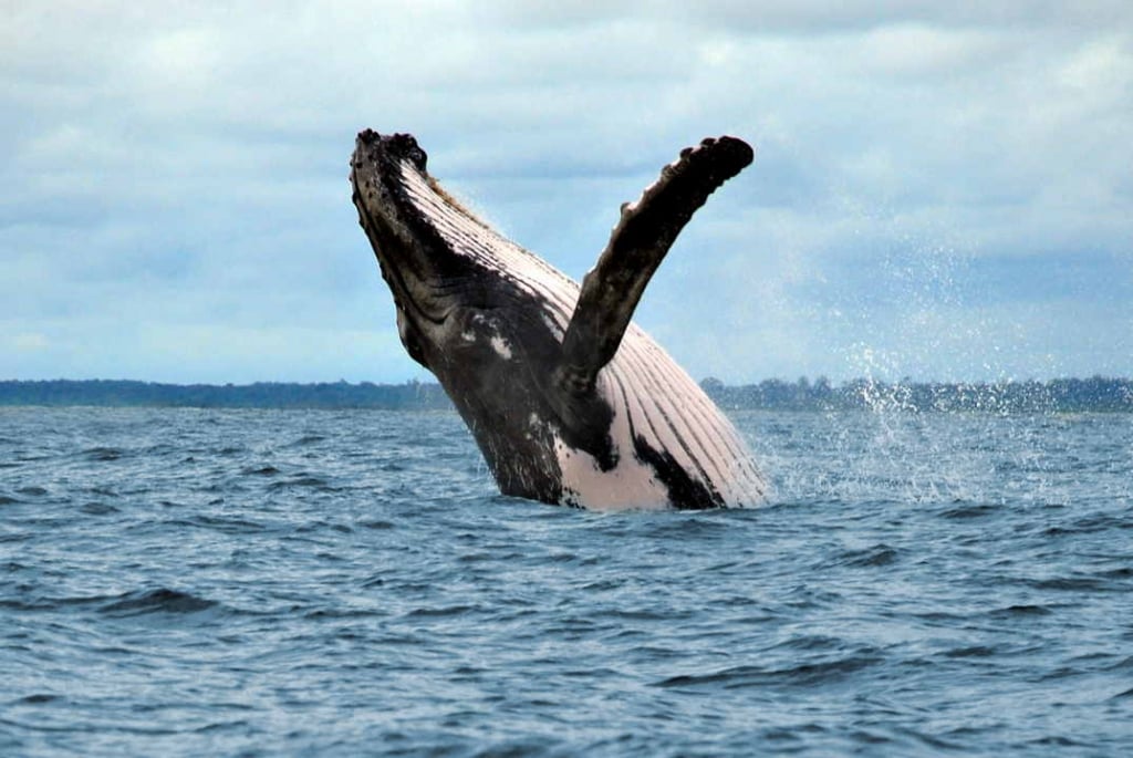 Osservazione delle balene Nuqui