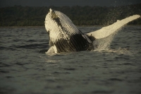 Osservazione delle balene Nuqui