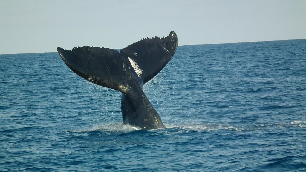 Avistamiento de ballenas en Nuquí